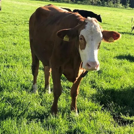 Willi Alloggio per agriturismo Schoppernau