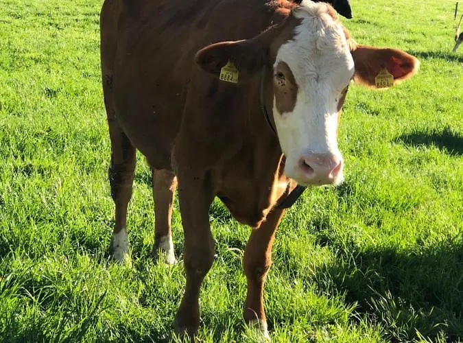 Willi Farma Schoppernau